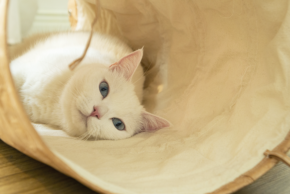 TYVEK CAT TUNNEL
