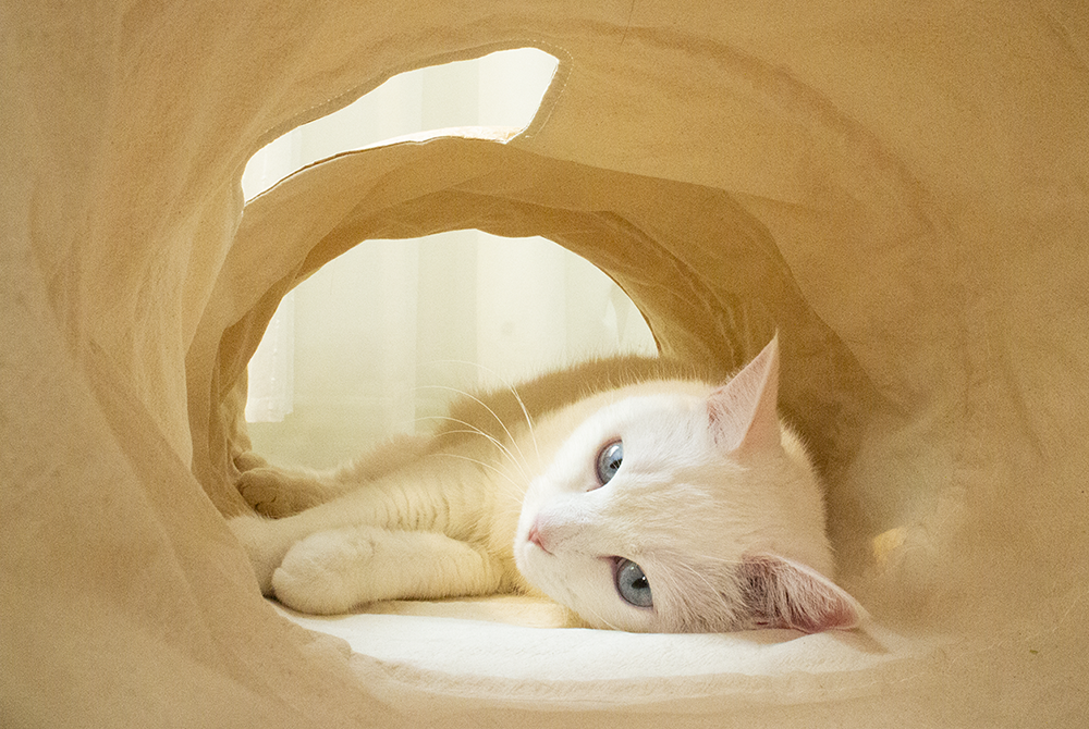 TYVEK CAT TUNNEL