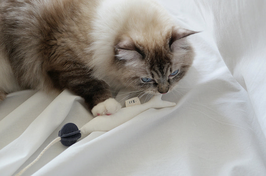Fish and Chews . Ivory