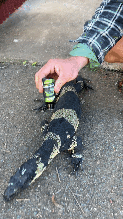 Vitamin Drops - Essential Vitamins for Reptiles
